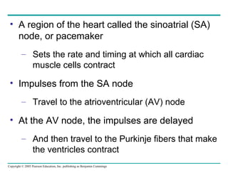 Copyright © 2005 Pearson Education, Inc. publishing as Benjamin Cummings
• A region of the heart called the sinoatrial (SA)
node, or pacemaker
– Sets the rate and timing at which all cardiac
muscle cells contract
• Impulses from the SA node
– Travel to the atrioventricular (AV) node
• At the AV node, the impulses are delayed
– And then travel to the Purkinje fibers that make
the ventricles contract
 