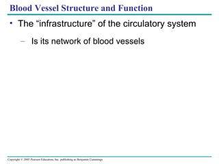 Copyright © 2005 Pearson Education, Inc. publishing as Benjamin Cummings
Blood Vessel Structure and Function
• The “infrastructure” of the circulatory system
– Is its network of blood vessels
 