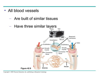 Copyright © 2005 Pearson Education, Inc. publishing as Benjamin Cummings
• All blood vessels
– Are built of similar tissues
– Have three similar layers
Figure 42.9
Artery Vein
100 µm
Artery Vein
Arteriole
Venule
Connective
tissue
Smooth
muscle
Endothelium
Connective
tissue
Smooth
muscle
Endothelium
Valve
Endothelium
Basement
membrane
Capillary
 