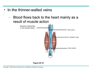 Copyright © 2005 Pearson Education, Inc. publishing as Benjamin Cummings
• In the thinner-walled veins
– Blood flows back to the heart mainly as a
result of muscle action
Figure 42.10
Direction of blood flow
in vein (toward heart)
Valve (open)
Skeletal muscle
Valve (closed)
 