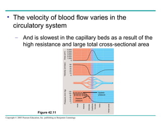 Copyright © 2005 Pearson Education, Inc. publishing as Benjamin Cummings
• The velocity of blood flow varies in the
circulatory system
– And is slowest in the capillary beds as a result of the
high resistance and large total cross-sectional area
Figure 42.11
5,000
4,000
3,000
2,000
1,000
0
Aorta
Arteries
Arterioles
Capillaries
Venules
Veins
Venaecavae
Pressure(mmHg)Velocity(cm/sec)Area(cm2
)
Systolic
pressure
Diastolic
pressure
50
40
30
20
10
0
120
100
80
60
40
20
0
 