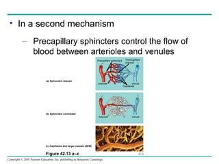 Copyright © 2005 Pearson Education, Inc. publishing as Benjamin Cummings
• In a second mechanism
– Precapillary sphincters control the flow of
blood between arterioles and venules
Figure 42.13 a–c
Precapillary sphincters Thoroughfare
channel
Arteriole
Capillaries
Venule
(a) Sphincters relaxed
(b) Sphincters contracted
VenuleArteriole
(c) Capillaries and larger vessels (SEM)
20 µm
 