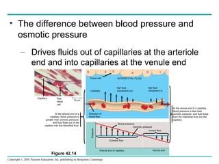 Copyright © 2005 Pearson Education, Inc. publishing as Benjamin Cummings
• The difference between blood pressure and
osmotic pressure
– Drives fluids out of capillaries at the arteriole
end and into capillaries at the venule end
At the arterial end of a
capillary, blood pressure is
greater than osmotic pressure,
and fluid flows out of the
capillary into the interstitial fluid.
Capillary Red
blood
cell
15 µm
Tissue cell INTERSTITIAL FLUID
Capillary
Net fluid
movement out
Net fluid
movement in
Direction of
blood flow
Blood pressure
Osmotic pressure
Inward flow
Outward flow
Pressure
Arterial end of capillary Venule end
At the venule end of a capillary,
blood pressure is less than
osmotic pressure, and fluid flows
from the interstitial fluid into the
capillary.
Figure 42.14
 