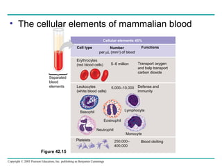 Copyright © 2005 Pearson Education, Inc. publishing as Benjamin Cummings
Figure 42.15
Cellular elements 45%
Cell type Number
per µL (mm3
) of blood
Functions
Erythrocytes
(red blood cells) 5–6 million Transport oxygen
and help transport
carbon dioxide
Leukocytes
(white blood cells)
5,000–10,000 Defense and
immunity
Eosinophil
Basophil
Platelets
Neutrophil
Monocyte
Lymphocyte
250,000−
400,000
Blood clotting
• The cellular elements of mammalian blood
Separated
blood
elements
 