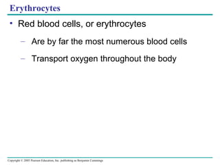 Copyright © 2005 Pearson Education, Inc. publishing as Benjamin Cummings
Erythrocytes
• Red blood cells, or erythrocytes
– Are by far the most numerous blood cells
– Transport oxygen throughout the body
 