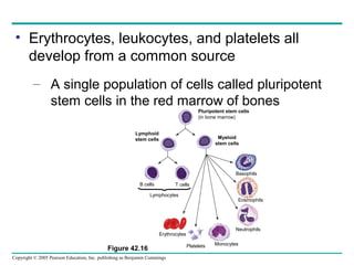 Copyright © 2005 Pearson Education, Inc. publishing as Benjamin Cummings
• Erythrocytes, leukocytes, and platelets all
develop from a common source
– A single population of cells called pluripotent
stem cells in the red marrow of bones
B cells T cells
Lymphoid
stem cells
Pluripotent stem cells
(in bone marrow)
Myeloid
stem cells
Erythrocytes
Platelets Monocytes
Neutrophils
Eosinophils
Basophils
Lymphocytes
Figure 42.16
 