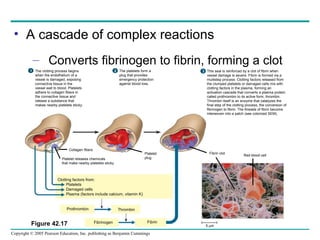 Copyright © 2005 Pearson Education, Inc. publishing as Benjamin Cummings
• A cascade of complex reactions
– Converts fibrinogen to fibrin, forming a clot
Platelet
plug
Collagen fibers
Platelet releases chemicals
that make nearby platelets sticky
Clotting factors from:
Platelets
Damaged cells
Plasma (factors include calcium, vitamin K)
Prothrombin Thrombin
Fibrinogen Fibrin
5 µm
Fibrin clot
Red blood cell
The clotting process begins
when the endothelium of a
vessel is damaged, exposing
connective tissue in the
vessel wall to blood. Platelets
adhere to collagen fibers in
the connective tissue and
release a substance that
makes nearby platelets sticky.
1 The platelets form a
plug that provides
emergency protection
against blood loss.
2 This seal is reinforced by a clot of fibrin when
vessel damage is severe. Fibrin is formed via a
multistep process: Clotting factors released from
the clumped platelets or damaged cells mix with
clotting factors in the plasma, forming an
activation cascade that converts a plasma protein
called prothrombin to its active form, thrombin.
Thrombin itself is an enzyme that catalyzes the
final step of the clotting process, the conversion of
fibrinogen to fibrin. The threads of fibrin become
interwoven into a patch (see colorized SEM).
3
Figure 42.17
 