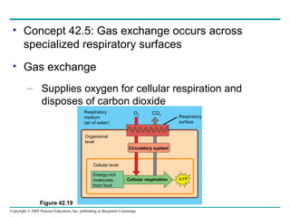 Copyright © 2005 Pearson Education, Inc. publishing as Benjamin Cummings
• Concept 42.5: Gas exchange occurs across
specialized respiratory surfaces
• Gas exchange
– Supplies oxygen for cellular respiration and
disposes of carbon dioxide
Figure 42.19
Organismal
level
Cellular level
Circulatory system
Cellular respiration ATP
Energy-rich
molecules
from food
Respiratory
surface
Respiratory
medium
(air of water)
O2 CO2
 