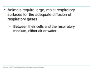 Copyright © 2005 Pearson Education, Inc. publishing as Benjamin Cummings
• Animals require large, moist respiratory
surfaces for the adequate diffusion of
respiratory gases
– Between their cells and the respiratory
medium, either air or water
 
