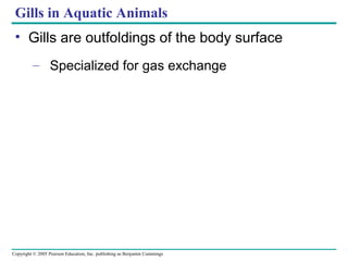 Copyright © 2005 Pearson Education, Inc. publishing as Benjamin Cummings
Gills in Aquatic Animals
• Gills are outfoldings of the body surface
– Specialized for gas exchange
 