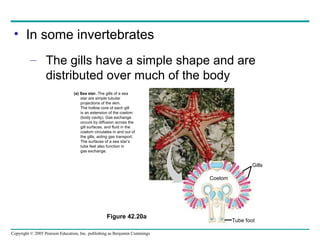 Copyright © 2005 Pearson Education, Inc. publishing as Benjamin Cummings
• In some invertebrates
– The gills have a simple shape and are
distributed over much of the body
(a) Sea star. The gills of a sea
star are simple tubular
projections of the skin.
The hollow core of each gill
is an extension of the coelom
(body cavity). Gas exchange
occurs by diffusion across the
gill surfaces, and fluid in the
coelom circulates in and out of
the gills, aiding gas transport.
The surfaces of a sea star’s
tube feet also function in
gas exchange.
Gills
Tube foot
Coelom
Figure 42.20a
 