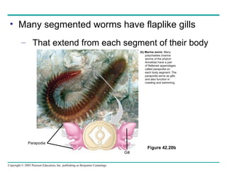 Copyright © 2005 Pearson Education, Inc. publishing as Benjamin Cummings
• Many segmented worms have flaplike gills
– That extend from each segment of their body
Figure 42.20b
(b) Marine worm. Many
polychaetes (marine
worms of the phylum
Annelida) have a pair
of flattened appendages
called parapodia on
each body segment. The
parapodia serve as gills
and also function in
crawling and swimming.
Gill
Parapodia
 