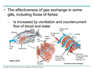 Copyright © 2005 Pearson Education, Inc. publishing as Benjamin Cummings
• The effectiveness of gas exchange in some
gills, including those of fishes
– Is increased by ventilation and countercurrent
flow of blood and water
Countercurrent exchange
Figure 42.21
Gill arch
Water
flow Operculum
Gill
arch
Blood
vessel
Gill
filaments
Oxygen-poor
blood
Oxygen-rich
blood
Water flow
over lamellae
showing % O2
Blood flow
through capillaries
in lamellae
showing % O2
Lamella
100%
40%
70%
15%
90%
60%
30%
5%
O2
 