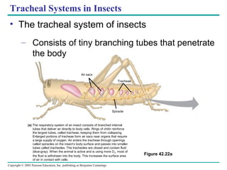 Copyright © 2005 Pearson Education, Inc. publishing as Benjamin Cummings
Figure 42.22a
Tracheae
Air sacs
Spiracle
(a) The respiratory system of an insect consists of branched internal
tubes that deliver air directly to body cells. Rings of chitin reinforce
the largest tubes, called tracheae, keeping them from collapsing.
Enlarged portions of tracheae form air sacs near organs that require
a large supply of oxygen. Air enters the tracheae through openings
called spiracles on the insect’s body surface and passes into smaller
tubes called tracheoles. The tracheoles are closed and contain fluid
(blue-gray). When the animal is active and is using more O2, most of
the fluid is withdrawn into the body. This increases the surface area
of air in contact with cells.
Tracheal Systems in Insects
• The tracheal system of insects
– Consists of tiny branching tubes that penetrate
the body
 