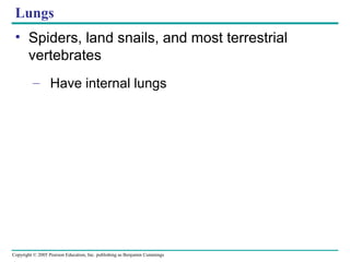 Copyright © 2005 Pearson Education, Inc. publishing as Benjamin Cummings
Lungs
• Spiders, land snails, and most terrestrial
vertebrates
– Have internal lungs
 