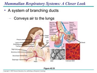 Copyright © 2005 Pearson Education, Inc. publishing as Benjamin Cummings
Mammalian Respiratory Systems: A Closer Look
• A system of branching ducts
– Conveys air to the lungs
Branch
from the
pulmonary
vein
(oxygen-rich
blood)
Terminal
bronchiole
Branch
from the
pulmonary
artery
(oxygen-poor
blood)
Alveoli
Colorized SEMSEM
50µm
50µm
Heart
Left
lung
Nasal
cavity
Pharynx
Larynx
Diaphragm
Bronchiole
Bronchus
Right lung
Trachea
Esophagus
Figure 42.23
 