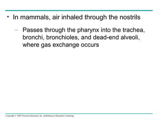 Copyright © 2005 Pearson Education, Inc. publishing as Benjamin Cummings
• In mammals, air inhaled through the nostrils
– Passes through the pharynx into the trachea,
bronchi, bronchioles, and dead-end alveoli,
where gas exchange occurs
 