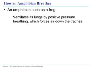Copyright © 2005 Pearson Education, Inc. publishing as Benjamin Cummings
How an Amphibian Breathes
• An amphibian such as a frog
– Ventilates its lungs by positive pressure
breathing, which forces air down the trachea
 