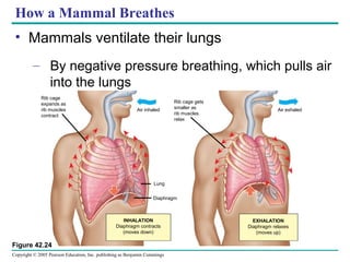 Copyright © 2005 Pearson Education, Inc. publishing as Benjamin Cummings
How a Mammal Breathes
• Mammals ventilate their lungs
– By negative pressure breathing, which pulls air
into the lungs
Air inhaled Air exhaled
INHALATION
Diaphragm contracts
(moves down)
EXHALATION
Diaphragm relaxes
(moves up)
Diaphragm
Lung
Rib cage
expands as
rib muscles
contract
Rib cage gets
smaller as
rib muscles
relax
Figure 42.24
 