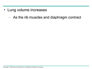 Copyright © 2005 Pearson Education, Inc. publishing as Benjamin Cummings
• Lung volume increases
– As the rib muscles and diaphragm contract
 