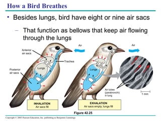 Copyright © 2005 Pearson Education, Inc. publishing as Benjamin Cummings
How a Bird Breathes
• Besides lungs, bird have eight or nine air sacs
– That function as bellows that keep air flowing
through the lungs
INHALATION
Air sacs fill
EXHALATION
Air sacs empty; lungs fill
Anterior
air sacs
Trachea
Lungs LungsPosterior
air sacs
Air Air
1 mm
Air tubes
(parabronchi)
in lung
Figure 42.25
 