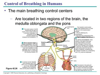 Copyright © 2005 Pearson Education, Inc. publishing as Benjamin Cummings
Control of Breathing in Humans
• The main breathing control centers
– Are located in two regions of the brain, the
medulla oblongata and the pons
Figure 42.26
Pons
Breathing
control
centers Medulla
oblongata
Diaphragm
Carotid
arteries
Aorta
Cerebrospinal
fluid
Rib muscles
In a person at rest, these
nerve impulses result in
about 10 to 14 inhalations
per minute. Between
inhalations, the muscles
relax and the person exhales.
The medulla’s control center
also helps regulate blood CO2 level.
Sensors in the medulla detect
changes
in the pH (reflecting CO2
concentration)
of the blood and cerebrospinal fluid
bathing the surface of the brain.Nerve impulses relay changes in
CO2 and O2 concentrations. Other
sensors in the walls of the aorta
and carotid arteries in the neck
detect changes in blood pH and
send nerve impulses to the medulla.
In response, the medulla’s breathing
control center alters the rate and
depth of breathing, increasing both
to dispose of excess CO2 or decreasing
both if CO2 levels are depressed.
The control center in the
medulla sets the basic
rhythm, and a control center
in the pons moderates it,
smoothing out the
transitions between
inhalations and exhalations.
1
Nerve impulses trigger
muscle contraction. Nerves
from a breathing control center
in the medulla oblongata of the
brain send impulses to the
diaphragm and rib muscles,
stimulating them to contract
and causing inhalation.
2
The sensors in the aorta and
carotid arteries also detect changes
in O2 levels in the blood and signal
the medulla to increase the breathing
rate when levels become very low.
6
5
3
4
 