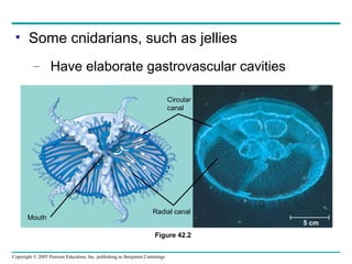 Copyright © 2005 Pearson Education, Inc. publishing as Benjamin Cummings
• Some cnidarians, such as jellies
– Have elaborate gastrovascular cavities
Figure 42.2
Circular
canal
Radial canal
5 cm
Mouth
 