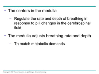 Copyright © 2005 Pearson Education, Inc. publishing as Benjamin Cummings
• The centers in the medulla
– Regulate the rate and depth of breathing in
response to pH changes in the cerebrospinal
fluid
• The medulla adjusts breathing rate and depth
– To match metabolic demands
 
