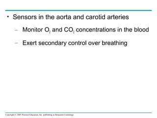 Copyright © 2005 Pearson Education, Inc. publishing as Benjamin Cummings
• Sensors in the aorta and carotid arteries
– Monitor O2 and CO2 concentrations in the blood
– Exert secondary control over breathing
 