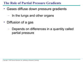 Copyright © 2005 Pearson Education, Inc. publishing as Benjamin Cummings
The Role of Partial Pressure Gradients
• Gases diffuse down pressure gradients
– In the lungs and other organs
• Diffusion of a gas
– Depends on differences in a quantity called
partial pressure
 