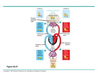 Copyright © 2005 Pearson Education, Inc. publishing as Benjamin Cummings
Inhaled air Exhaled air
160 0.2
O2 CO2
O2 CO2
O2 CO2
O2 CO2
O2 CO2
O2 CO2
O2 CO2
O2 CO2
40 45
40 45
100 40
104 40
104 40
120 27
CO2
O2
Alveolar
epithelial
cells
Pulmonary
arteries
Blood
entering
alveolar
capillaries
Blood
leaving
tissue
capillaries
Blood
entering
tissue
capillaries
Blood
leaving
alveolar
capillaries
CO2
O2
Tissue
capillaries
Heart
Alveolar
capillaries
of lung
<40 >45
Tissue
cells
Pulmonary
veins
Systemic
arteriesSystemic
veins
O2
CO2
O2
CO
2
Alveolar spaces
1
2
4
3
Figure 42.27
 