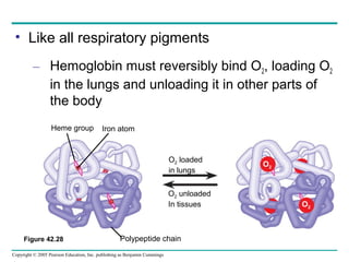 Copyright © 2005 Pearson Education, Inc. publishing as Benjamin Cummings
• Like all respiratory pigments
– Hemoglobin must reversibly bind O2, loading O2
in the lungs and unloading it in other parts of
the body
Heme group Iron atom
O2 loaded
in lungs
O2 unloaded
In tissues
Polypeptide chain
O2
O2
Figure 42.28
 
