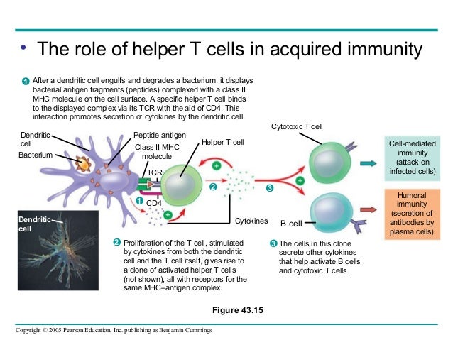 Label The Components Of The Activation Of A Helper T Cell By A Dendritic Cell Learn Lif Co Id