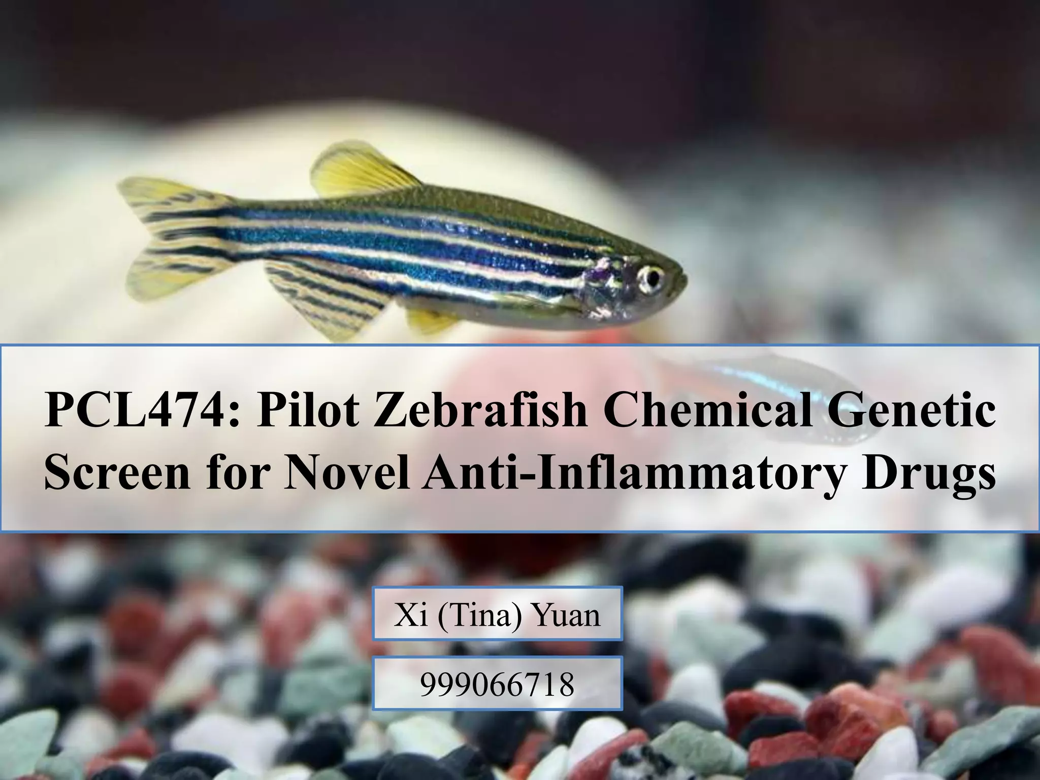Zebrafish Chemical Screen for novel anti-inflammatory drugs - a