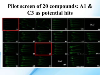 Zebrafish Chemical Screen for novel anti-inflammatory drugs - a ...