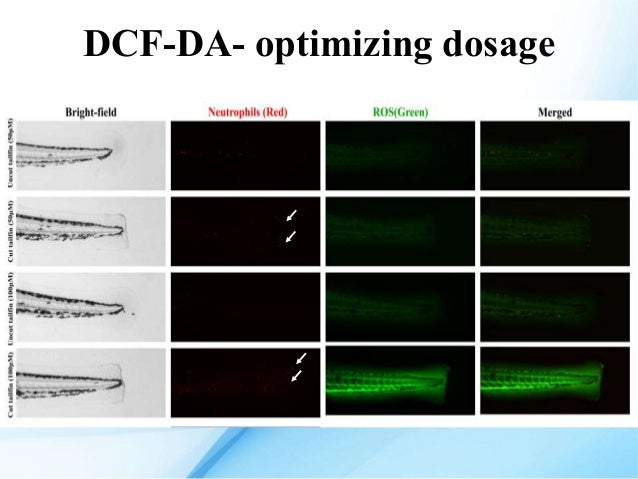 Zebrafish Chemical Screen for novel anti-inflammatory drugs - a pheno…