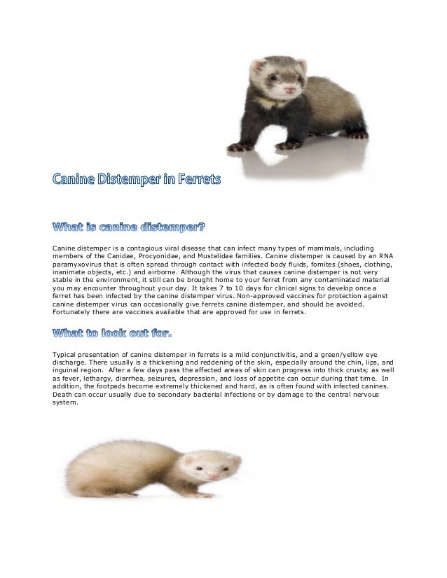 Canine Distemper in Ferrets