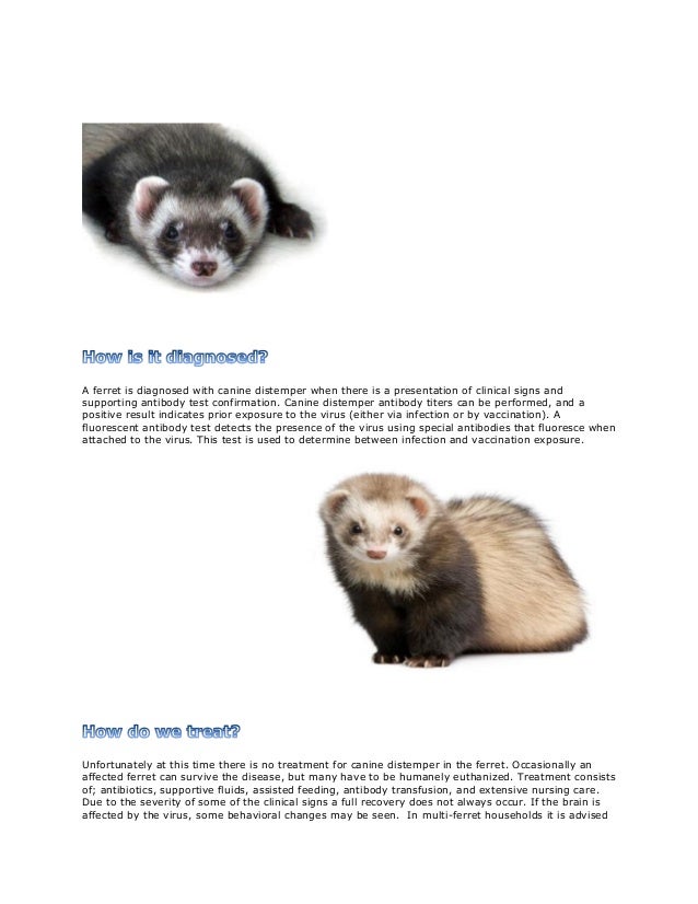 Canine Distemper in Ferrets