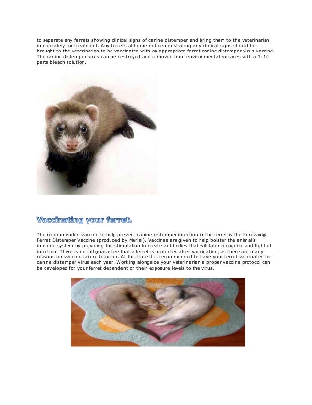 Canine Distemper in Ferrets