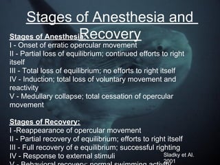 Opercular Movement Fish Fish_Presentation_Final | PDF