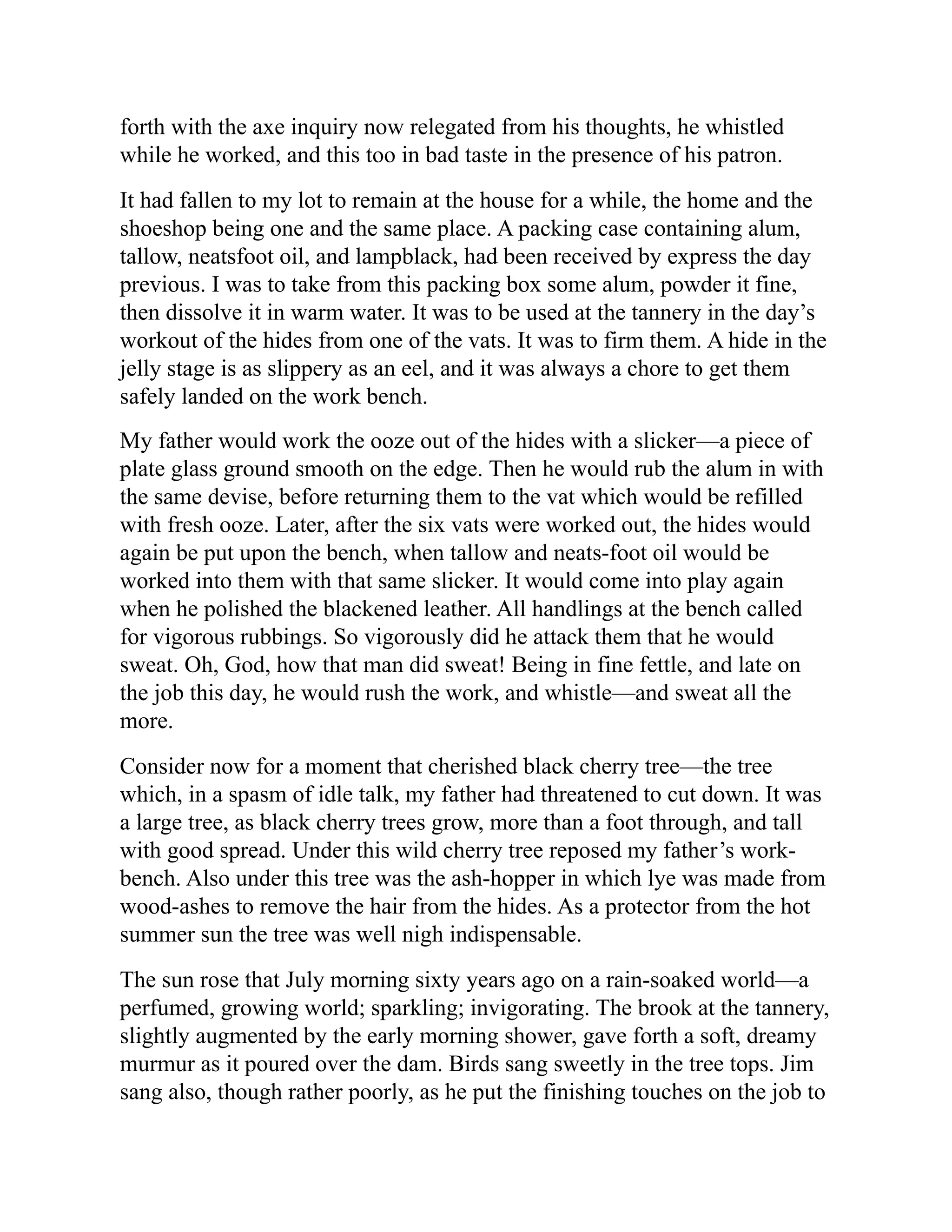 forth with the axe inquiry now relegated from his thoughts, he whistled
while he worked, and this too in bad taste in the presence of his patron.
It had fallen to my lot to remain at the house for a while, the home and the
shoeshop being one and the same place. A packing case containing alum,
tallow, neatsfoot oil, and lampblack, had been received by express the day
previous. I was to take from this packing box some alum, powder it fine,
then dissolve it in warm water. It was to be used at the tannery in the day’s
workout of the hides from one of the vats. It was to firm them. A hide in the
jelly stage is as slippery as an eel, and it was always a chore to get them
safely landed on the work bench.
My father would work the ooze out of the hides with a slicker—a piece of
plate glass ground smooth on the edge. Then he would rub the alum in with
the same devise, before returning them to the vat which would be refilled
with fresh ooze. Later, after the six vats were worked out, the hides would
again be put upon the bench, when tallow and neats-foot oil would be
worked into them with that same slicker. It would come into play again
when he polished the blackened leather. All handlings at the bench called
for vigorous rubbings. So vigorously did he attack them that he would
sweat. Oh, God, how that man did sweat! Being in fine fettle, and late on
the job this day, he would rush the work, and whistle—and sweat all the
more.
Consider now for a moment that cherished black cherry tree—the tree
which, in a spasm of idle talk, my father had threatened to cut down. It was
a large tree, as black cherry trees grow, more than a foot through, and tall
with good spread. Under this wild cherry tree reposed my father’s work-
bench. Also under this tree was the ash-hopper in which lye was made from
wood-ashes to remove the hair from the hides. As a protector from the hot
summer sun the tree was well nigh indispensable.
The sun rose that July morning sixty years ago on a rain-soaked world—a
perfumed, growing world; sparkling; invigorating. The brook at the tannery,
slightly augmented by the early morning shower, gave forth a soft, dreamy
murmur as it poured over the dam. Birds sang sweetly in the tree tops. Jim
sang also, though rather poorly, as he put the finishing touches on the job to
 