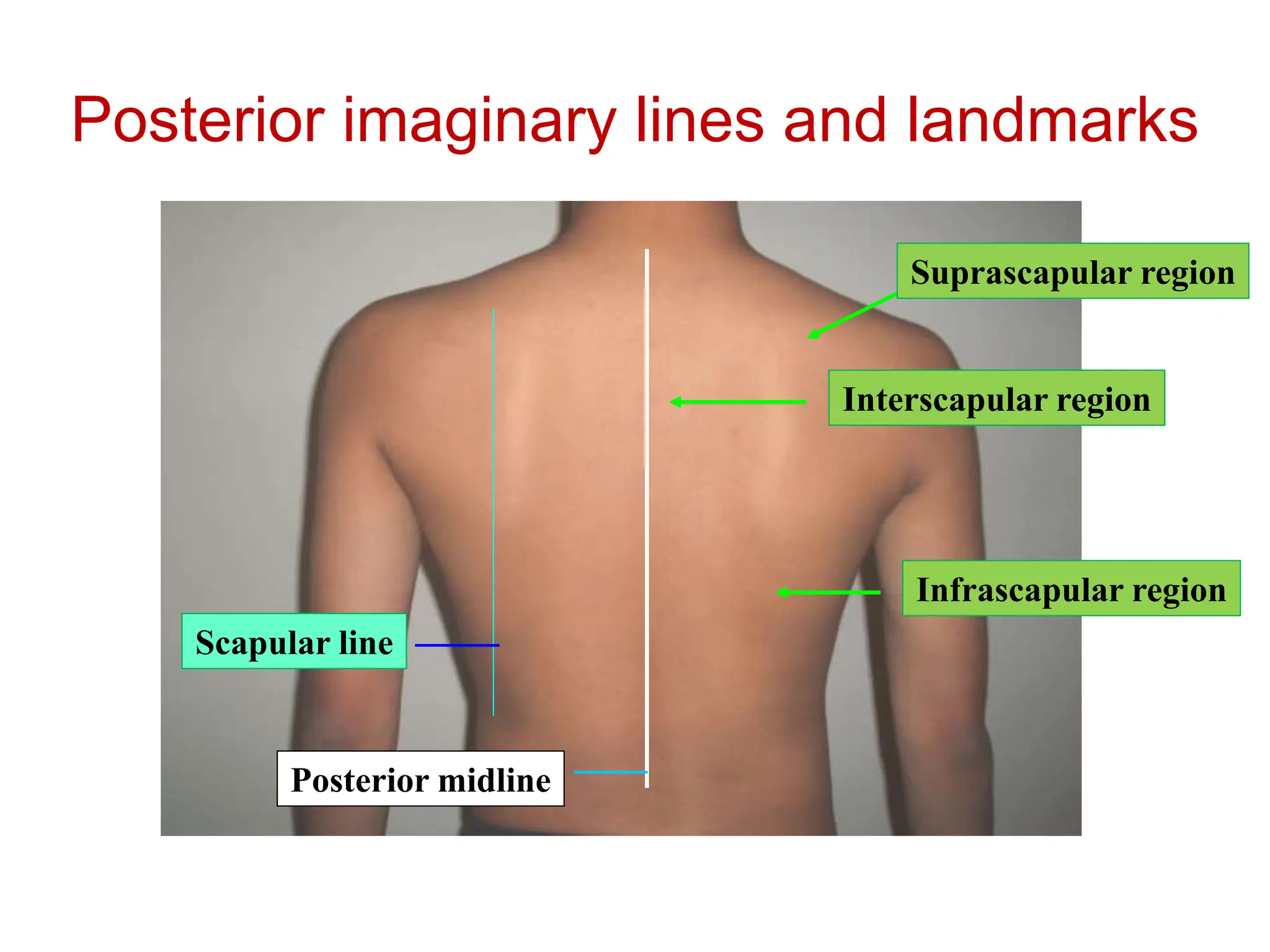 482003013-Physical-examination-in-respiratory-system-ppt.ppt