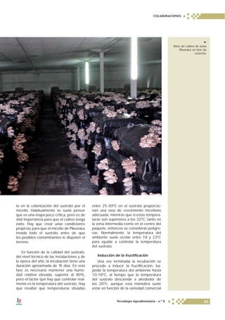 te en la colonización del sustrato por el
micelio. Habitualmente se suele pensar
que es una etapa poco crítica, pero es de
vital importancia para que el cultivo tenga
éxito. Hay que crear unas condiciones
propicias para que el micelio de Pleurotus
invada todo el sustrato antes de que
los posibles contaminantes le disputen el
terreno.
En función de la calidad del sustrato,
del nivel técnico de las instalaciones y de
la época del año, la incubación tiene una
duración aproximada de 15 días. En esta
fase es necesario mantener una hume-
dad relativa elevada, superior al 80%,
pero el factor que hay que controlar real-
mente es la temperatura del sustrato. Hay
que resaltar que temperaturas situadas
entre 25-30ºC en el sustrato proporcio-
nan una tasa de crecimiento miceliano
adecuada, mientras que si estas tempera-
turas son superiores a los 32ºC, tanto en
la zona intermedia como en el centro del
paquete, entonces se consideran peligro-
sas. Normalmente, la temperatura del
ambiente suele oscilar entre 18 y 23ºC
para ayudar a controlar la temperatura
del sustrato.
Inducción de la fructificación
Una vez terminada la incubación se
procede a inducir la fructificación, ba-
jando la temperatura del ambiente hasta
10-18ºC, al tiempo que la temperatura
del sustrato desciende a alrededor de
los 20ºC, aunque esta maniobra suele
estar en función de la variedad comercial
Nave de cultivo de setas
Pleurotus en fase de
cosecha.
COLABORACIONES
45Tecnología Agroalimentaria - n.º 9
 