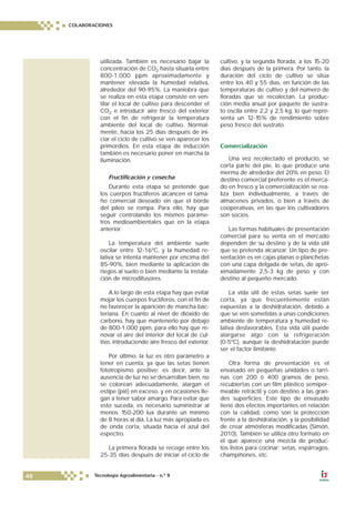 utilizada. También es necesario bajar la
concentración de CO2 hasta situarla entre
800-1.000 ppm aproximadamente y
mantener elevada la humedad relativa,
alrededor del 90-95%. La maniobra que
se realiza en esta etapa consiste en ven-
tilar el local de cultivo para descender el
CO2 e introducir aire fresco del exterior
con el fin de refrigerar la temperatura
ambiente del local de cultivo. Normal-
mente, hacia los 25 días después de ini-
ciar el ciclo de cultivo se ven aparecer los
primordios. En esta etapa de inducción
también es necesario poner en marcha la
iluminación.
Fructificación y cosecha
Durante esta etapa se pretende que
los cuerpos fructíferos alcancen el tama-
ño comercial deseado sin que el borde
del píleo se rompa. Para ello, hay que
seguir controlando los mismos paráme-
tros medioambientales que en la etapa
anterior.
La temperatura del ambiente suele
oscilar entre 12-16ºC, y la humedad re-
lativa se intenta mantener por encima del
85-90%, bien mediante la aplicación de
riegos al suelo o bien mediante la instala-
ción de microdifusores.
A lo largo de esta etapa hay que evitar
mojar los cuerpos fructíferos, con el fin de
no favorecer la aparición de mancha bac-
teriana. En cuanto al nivel de dióxido de
carbono, hay que mantenerlo por debajo
de 800-1.000 ppm, para ello hay que re-
novar el aire del interior del local de cul-
tivo, introduciendo aire fresco del exterior.
Por último, la luz es otro parámetro a
tener en cuenta, ya que las setas tienen
fototropismo positivo; es decir, ante la
ausencia de luz no se desarrollan bien, no
se colorean adecuadamente, alargan el
estipe (pié) en exceso, y en ocasiones lle-
gan a tener sabor amargo. Para evitar que
esto suceda, es necesario suministrar al
menos 150-200 lux durante un mínimo
de 8 horas al día. La luz más apropiada es
de onda corta, situada hacia el azul del
espectro.
La primera florada se recoge entre los
25-35 días después de iniciar el ciclo de
cultivo, y la segunda florada, a los 15-20
días después de la primera. Por tanto, la
duración del ciclo de cultivo se sitúa
entre los 40 y 55 días, en función de las
temperaturas de cultivo y del número de
floradas que se recolectan. La produc-
ción media anual por paquete de sustra-
to oscila entre 2,2 y 2,5 kg, lo que repre-
senta un 12-15% de rendimiento sobre
peso fresco del sustrato.
Comercialización
Una vez recolectado el producto, se
corta parte del pie, lo que produce una
merma de alrededor del 20% en peso. El
destino comercial preferente es el merca-
do en fresco y la comercialización se rea-
liza bien individualmente, a través de
almacenes privados, o bien a través de
cooperativas, en las que los cultivadores
son socios.
Las formas habituales de presentación
comercial para su venta en el mercado
dependen de su destino y de la vida útil
que se pretenda alcanzar. Un tipo de pre-
sentación es en cajas planas o planchetas
con una capa delgada de setas, de apro-
ximadamente 2,5-3 kg de peso y con
destino al pequeño mercado.
La vida útil de estas setas suele ser
corta, ya que frecuentemente están
expuestas a la deshidratación, debido a
que se ven sometidas a unas condiciones
ambiente de temperatura y humedad re-
lativa desfavorables. Esta vida útil puede
alargarse algo con la refrigeración
(0-5ºC), aunque la deshidratación puede
ser el factor limitante.
Otra forma de presentación es el
envasado en pequeñas unidades o tarri-
nas con 200 ó 400 gramos de peso,
recubiertas con un film plástico semiper-
meable retráctil y con destino a las gran-
des superficies. Este tipo de envasado
tiene dos efectos importantes en relación
con la calidad, como son la protección
frente a la deshidratación, y la posibilidad
de crear atmósferas modificadas (Simón,
2010). También se utiliza otro formato en
el que aparece una mezcla de produc-
tos listos para cocinar: setas, espárragos,
champiñones, etc.
COLABORACIONES
46 Tecnología Agroalimentaria - n.º 9
 