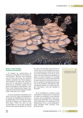 Plagas y enfermedades.
Productos fitosanitarios
En España, las explotaciones de
Pleurotus y champiñón se encuentran en-
tremezcladas, ubicadas muy próximas
unas de otras, por lo que en ocasiones
también comparten las mismas plagas y
enfermedades. De todas ellas, cabe des-
tacar por su importancia económica la
presencia de esciáridos, hongos de los
géneros Penicillium y Trichoderma, y bac-
terias como Pseudomonas tolaasii, cau-
sante de la mancha bacteriana (Gea 2002,
2009; Soler-Rivas et al., 2004).
El uso de productos fitosanitarios du-
rante el ciclo de cultivo está limitado por
la elevada susceptibilidad de Pleurotus a
los plaguicidas y por el riesgo de acumu-
lación de residuos en los cuerpos fructí-
feros (Muez, 1994). Por tanto, no está
recomendado el uso de tales productos
mientras que haya basidiomas en el local
de cultivo. Por otro lado, hay que tener en
cuenta, que la Unión Europea está inmer-
sa en un proceso de revisión de las mate-
rias activas utilizadas con el fin de armo-
nizar el uso de productos fitosanitarios en
todos los países europeos. El resultado
de este proceso ha sido la eliminación de
un gran número de sustancias activas, lo
que ha supuesto la desaparición de algu-
nos de los productos fitosanitarios tradi-
cionalmente usados en el cultivo de hon-
gos comestibles, como por ejemplo el
benomilo.
En la actualidad, las materias activas
autorizadas en España para su utilización
en cultivo de champiñón, y por extensión
en setas, son las siguientes: como insec-
ticidas están azadiractin 3,2%, ciromazina
75%, deltametrin 1,5%, deltametrin 2,5%,
diflubenzuron 25%; y como fungicidas fi-
guran iprodiona 50%, procloraz 45%,
procloraz 46%.
Fructificaciones de setas
sobre bolsa de sustrato.
COLABORACIONES
47Tecnología Agroalimentaria - n.º 9
 