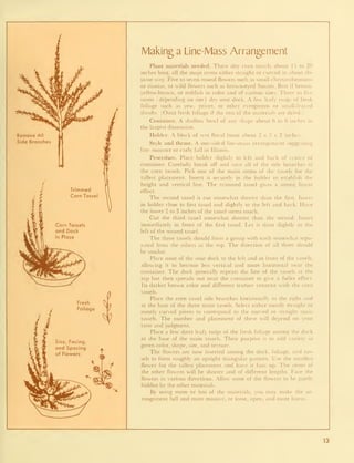 Remove All
Side Branches
Trimmed
Corn Tassel
Corn Tassels
and Dock
in Place
Fresh
Foliage
Size, Facing,
and Spacing
of Flowers
Making a Line-Mass Arrangement
Plant materials needed. Three dry corn tassels about 15 to 20
inches long, all the main stems either straight or curved in about the
same way. Five to seven round flowers such as small chrysanthemums
or zinnias, or wild flowers such as brown-eyed Susans. Best if brown,
yellow-brown, or reddish in color and of various sizes. Three to five
stems (depending on size) dry sour dock. A few leafy twigs of fresh
foliage such as yew, privet, or other evergreens or small-leaved
shrubs. (Omit fresh foliage if the rest of the materials are dried.)
Container. A shallow bowl of any shape about 6 to 8 inches in
the largest dimension.
Holder. A block of wet floral foam about 2 .x 3 x 2 inches.
Style and theme. A one-sided line-mass arrangement suggesting
late summer or early fall in Illinois.
Procedure. Place holder slightly to left and back of center of
container. Carefully break ofT and save all of the side branches of
the corn tassels. Pick one of the main stems of the tassels for the
tallest placement. Insert it securely in the holder to establish the
height and vertical line. The trimmed tassel gives a strong linear
effect.
The second tassel is cut somewhat shorter than the first. Insert
in holder close to first tassel and slightly to the left and back. Have
the lower 2 to 3 inches of the tassel stems touch.
Cut the third tassel somewhat shorter than the second. Insert
immediately in front of the first tassel. Let it slant slightly to the
left of the second tassel.
The three tassels should form a group with each somewhat sepa-
rated from the others at the top. The direction of all three should
be similar.
Place most of the sour dock to the left and in front of the tassels,
allowing it to become less vertical and more horizontal near the
container. The dock generally repeats the line of the tassels at the
top but then spreads out near the container to give a fuller effect.
Its darker brown color and different texture contrast with the corn
tassels.
Place the com tassel side branches horizontally to the right and
at the base of the three main tassels. Select either mostly straight or
mostly curved pieces to correspond to the curved or straight main
tassels. The number and placement of these will depend on your
taste and judgment.
Place a few short leafy twigs of the fresh foliage among the dock
at the base of the main tassels. Their purpose is to add variety in
green color, shape, size, and texture.
The flowers are now inserted among the dock, foliage, and tas-
sels to form roughly an upright triangular pattern. Use the smallest
flower for the tallest placement and have it face up. The stems of
the other flowers will be shorter and of different lengths. Face the
flowers in various directions. Allow some of the flowers to be partly
hidden by the other materials.
By using more or less of the materials, you may make the ar-
rangement full and more massive, or loose, open, and more linear.
13
 