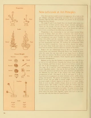 Proportion
Good
(B
Poor
2
Scale
Good Poor
Flower Weight
Heavier Lighter
Large
Round
Dense
Solid
^ Small
^/^^ Spiky
Loose
Airy
' Position '
Color
Bright Dull
Dark Light
Warm Cool
Now Lets Look at Art Principles
Now that you have made several arrangements, let us look at the
art (design) principles underlying successful flower arrangements.
Neither rules nor fads, these principles are present in all man-made
things that have beauty.
On pages 3 and 4 you found that you should select plant ma-
terials because of their special colors, shapes, textures, and spaces.
These are the design elements of flowers and leaves. The flower
arranger uses these design elements, as well as flower size and ex-
pressiveness, according to the following art principles.
Proportion is the relationship in size and shape among things
or parts of things. After you select a container, how much of each
kind of plant material will you need to construct the size and shape
of arrangement you plan? Usually the plant material should be
about three-fifths and the container two-fifths of the finished ar-
rangement. The dimensions of height, width, and depth will depend
on your imagination and skill. Try making the arrangement taller
than you think it should be. (You can always shorten the stems.)
If you select three kinds and colors of material, have most of one
kind, least of another, and an in-between amount of the third.
Scale is the size relationship between flower and flower or be-
tween flower and container. Generally flower sizes should be some-
what the same, but you may wish to use larger leaves or flowers
for variety or contrast. No flower or leaf should be more than one-
third the size of the container. Scale requires special attention in
miniature arrangements.
Balance means that the finished arrangement does not fall over
or look as if it will fall over. Consider the balance from side to side,
top to bottom, and front to back. Symmetrical balance means that
one side of the arrangement is nearly a mirror image of the other.
(See page 10, A and B.) Such arrangements are apt to appear
formal, dignified, restful — but may be dull and lifeless. In arrange-
ments with asymmetrical balance the plant material and placement
are different on each side of the vertical axis which divides the
arrangement in half. (See page 3, A, B, C; and page 12, A, B, C.)
Asymmetrical arrangements are more informal, active, subtle, stimu-
lating, and dynamic. The spaces are important. As you handle each
flower or leaf, you can judge its actual weight. More important is
its-visual weight. A flower appears to be heavy if it is large: bright,
dark, or warm in color; round in shape; dense in texture; and solid
without spaces. The farther a flower is from the vertical axis, the
heavier it seems. Locate the tip of the tallest flower or branch over
its base or where it is inserted in the holder. To judge balance, imag-
ine the vertical axis as passing through the center of interest or the
point where the stems come together; squint your eyes as you com-
pare one side with the other for visual balance.
14
 