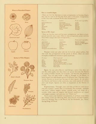 Mass or Rounded Shapes
Daisy
Rose
Apple
Tomato
Spray or Filler Shapes
Elderberry
Huckleberry
I
Mass or rounded shapes
(These are best for line-mass or mass arrangements; as focusing shapes,
they may be used to develop the focal point in line-mass arrangements;
or they may make up almost all of a mass arrangement.)
Flowers Leaves Fruits and vegetables
Chrysanthemum Geranium Apple
Daisy Hen and chickens Lemon
Iris Hosta (plantain lily) Onion
Marigold Magnolia Orange
Rose Salal (lemon) Tomato
Zinnia Violet Turnip
Spray or filler shapes
(These are best for mass and line-mass arrangements; use them as back-
ground materials and as space fillers in mass arrangements; prune and thin
them before using in line-mass arrangements.
)
Flowers Leaves Fruits and vegetables
Ageratum
Baby's breath
Corn tassels
Goldenrod
Mustard
Asparagus
Ferns
Huckleberry
Parsley
Pine
Bunch of grapes
Cluster of crab apples
Elderberry
Pompon chrys anthemum Juniper
Texture varies not only with the feel of the plant surface, but
also with the arrangement of the petals or florets. Here are some
examples of different textures in plant materials
:
Texture Plant material
Airy
Dense
Hairy
Prickly
Shiny
Velvety
Spray of baby's breath
Zinnia flower
Leaf of African violet
Seed head of sandbur or thistle
Lily petal
Rose petal
Space. As you select flowers and foliages, notice that they are
not like solid apples, but that there are spaces between the flowers
of a spray of baby's breath, for example, and between the petals of
a daisy. You can look inside a tulip or through an iris flower. A
leafy branch has odd-shaped spaces of different sizes. You may select
certain flowers or leaves just because of their spaces. As you place
the flowers and leaves in the container, you create spaces of various
sizes and shapes. Spaces are often as important as the flowers or
leaves.
Expressiveness. Through your selection of flowers and leaves
you may express a mood, idea, or sentiment. For example: daffodils
and pussy willows suggest spring; cattails make you think of a
swamp; white roses are elegant and fomial; sunflowers are casual
and suggest summer; red roses may say "I love you."
Try to name your finished arrangements, or perhaps name them
first. Some names are Morning Mist, Day Dream, Candid Camera,
Lost in a Swamp, Day at the Beach, By the Roadside, Joy, Peace,
Spring Song, A Friend.
 