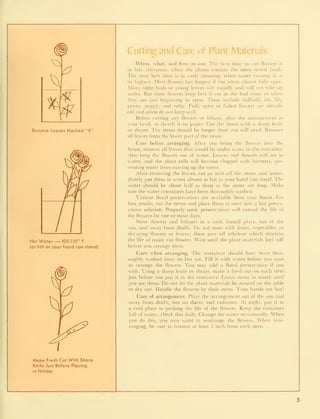 Remove Leaves Marked "X'
Hot Water — 100-110° F
(or hot as your hand can stand)
Make Fresh Cut With Sharp
Knife Just Before Placing
in Holder
Cutting and Cnre of Plant Materials
When, what, and how to cut. 1 he best tinu- to cut flowers is
in late afternoon, when the plants contain the most stored foods.
The next best time is in early morning, when water content is at
its highest. Most flowers last longest if cut when almost fully open.
Many tight buds or young leaves wilt rapidly and will not take uj)
water. But some flowers keep best if cut in the bud stage or when
they are just beginning to open. These include daffodil, iris, lily.
peony, poppy, and tulip. Fully open or faded flowers are already
old and often do not keep well.
Before cutting any flowers or foliage, plan the arrangement in
your head, or sketch it on paper. Cut the stems with a sharp knife
or shears. The stems should be longer than you will need. Remove
all leaves from the lower part of the stems.
Care before arranging. After you bring the flowers into the
house, remove all leaves that would be under water in the container.
Also keep the flowers out of water. Leaves and flowers will rot in
water, and the plant cells will become clogged with bacteria, pre-
venting water from moving up the stems.
After removing the leaves, cut an inch ofT the stems, and imme-
diately put them in water almost as hot as your hand can stand. The
water should be about half as deep as the stems are long. Make
sure the water containers have been thoroughly washed.
Various floral preservatives are available from your florist. For
best results, cut the stems and place them at once into a hot preser-
vative solution. Properly used, preservatives will extend the life of
the flowers for one or more days.
Store flowers and foliages in a cool, humid place, out of the
sun, and away from drafts. Do not store with fruits, vegetables, or
decaying flowers or leaves; these give off ethylene which shortens
the life of many cut flowers. Wait until the plant materials feel stiff
before you arrange them.
Care when arranging. The container should have been thor-
oughly washed since its last use. Fill it with water before you start
to arrange the flowers. You may add a floral preservative if you
wish. Using a sharp knife or shears, make a fresh cut on each stem
just before you put it in the container. Leave stems in water until
you use them. Do not let the plant materials lie around on the table
to dry out. Handle the flowers by their stems. Your hands are hot!
Care of arrangement. Place the arrangement out of the sun and
away from drafts, hot air ducts, and radiators. At night, put it in
a cool place to prolong the life of the flowers. Keep the container
full of water; check this daily. Change the water occasionally. When
you do this, you may w-ant to rearrange the flowers. When rear-
ranging, be sure to remove at least 1 inch from each stem.
 
