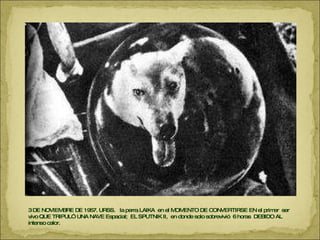 3 DE NOVIEMBRE DE 1957. URSS.  la perra LAIKA  en el MOMENTO DE CONVERTIRSE EN el primer  ser vivo QUE TRIPULÓ UNA NAVE Espacial;  EL SPUTNIK II,  en donde solo sobrevivió  6 horas  DEBIDO AL intenso calor.  